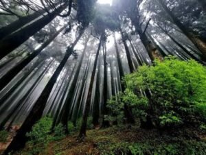 Darjeeling offbeat tour Kolkata to Kolkata